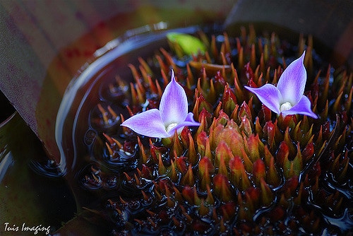 Neoregelia spectabilis