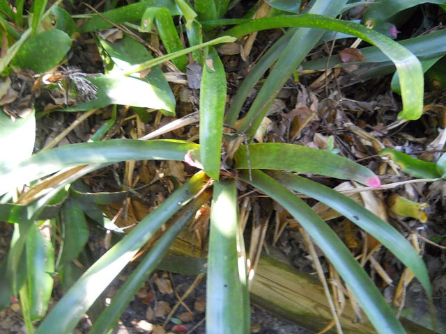 Neoregelia spectabilis