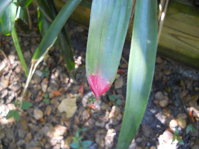 Neoregelia spectabilis (Neoregelia spectabilis)
