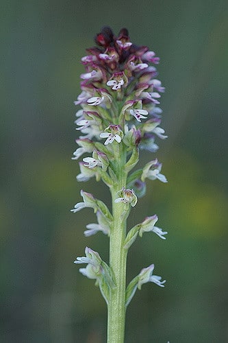 Orchis brûlé (Neotinea ustulata)