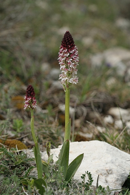 Orchis brûlé