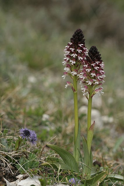 Orchis brûlé