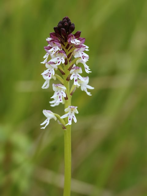 Orchis brûlé