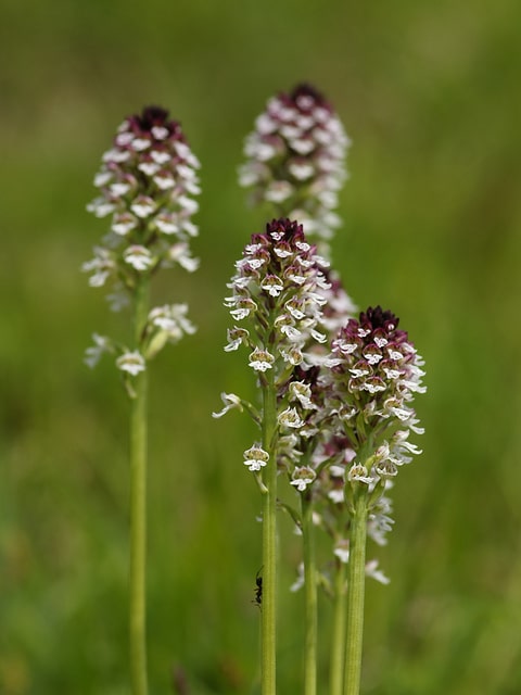 Orchis brûlé