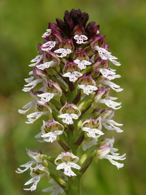 Orchis brûlé