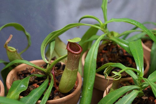 Népenthès ventricosa (Nepenthes ventricosa)