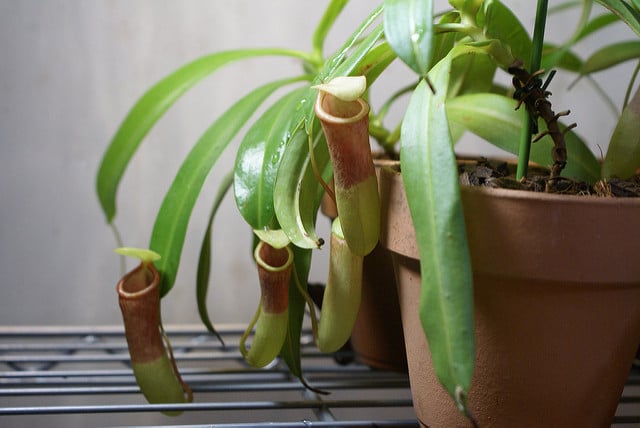 Népenthès ventricosa