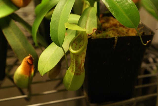 Népenthès ventricosa