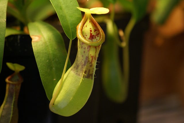 Népenthès ventricosa