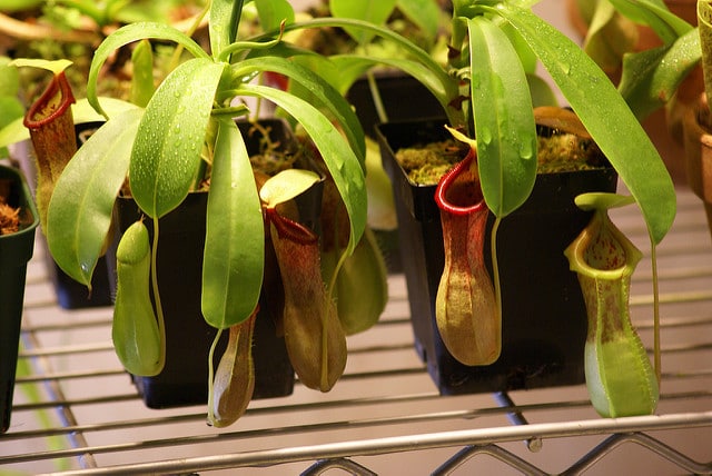 Népenthès ventricosa