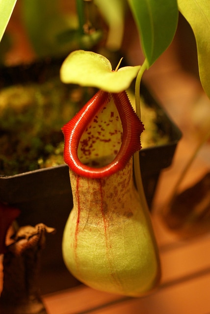 Népenthès ventricosa