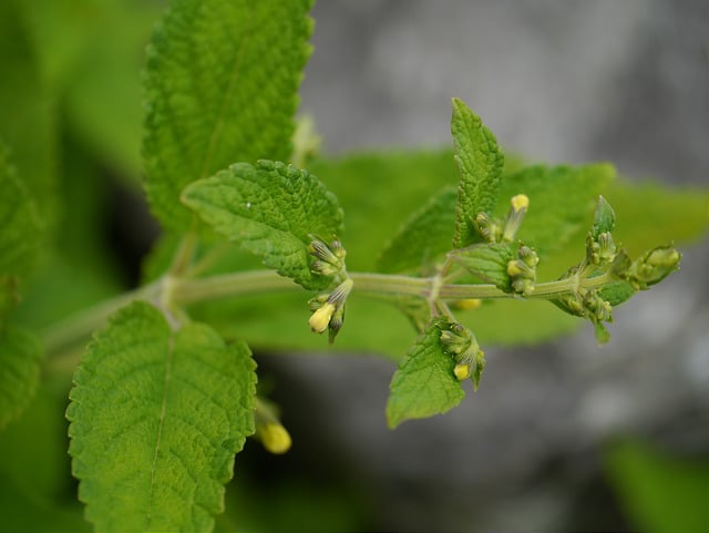 Chataire govaniana (Nepeta govaniana)