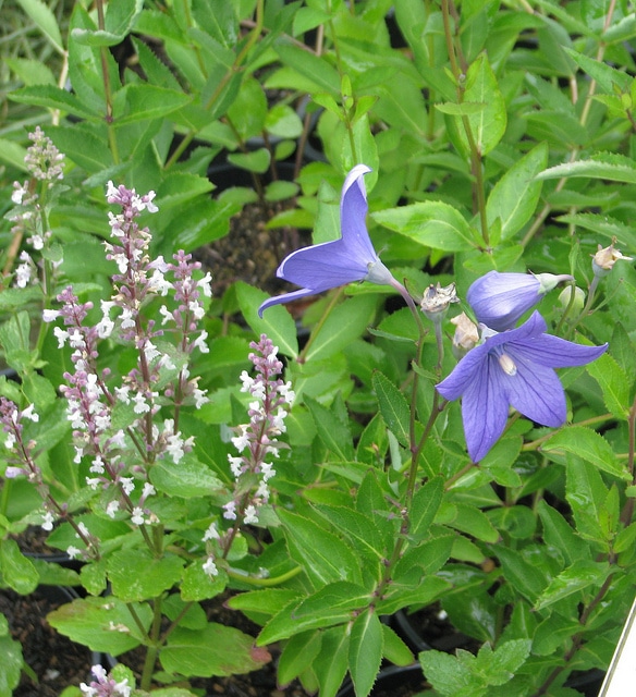 Népéta glabre (Nepeta nuda)