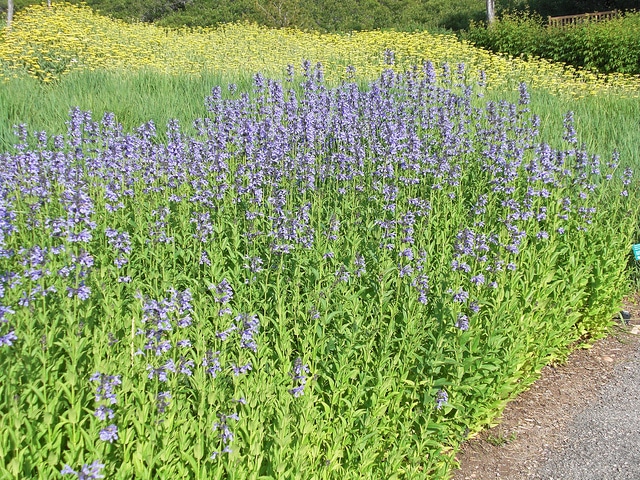 Chataire de sibérie (Nepeta sibirica)