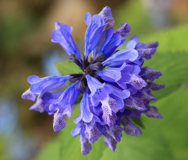 Chataire subsessile (Nepeta subsessilis)