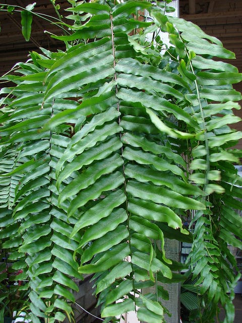Fougère en épée géante (Nephrolepis biserrata)
