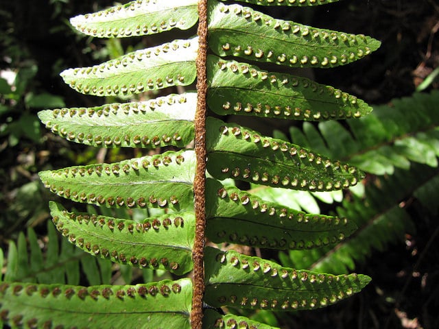 Nephrolepis