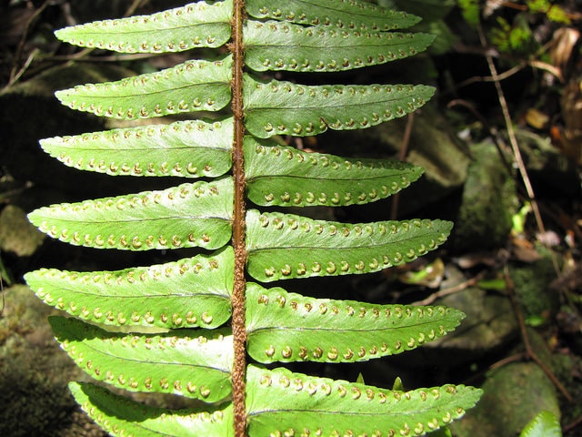 Nephrolepis