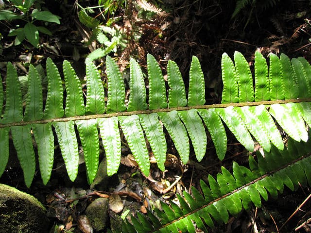 Nephrolepis