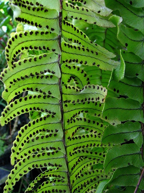 Nephrolepis