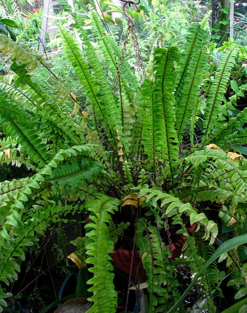 Nephrolepis