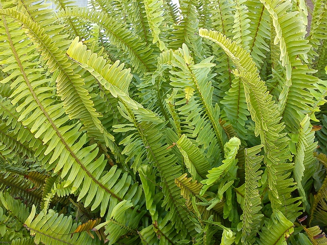 Nephrolepis (Nephrolepis exaltata)