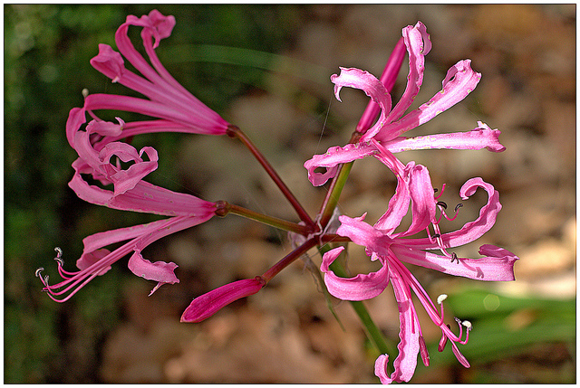 Nerine bowdenii (Nerine bowdenii)