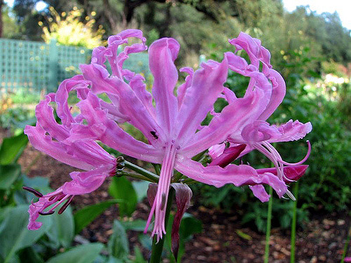 Nerine bowdenii