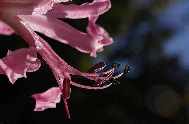 Nerine bowdenii