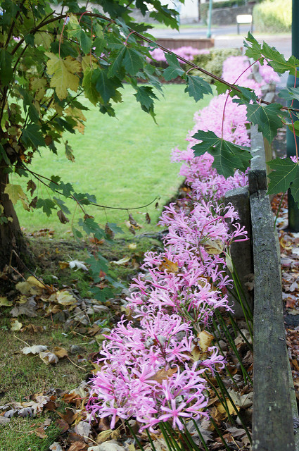 Nerine bowdenii