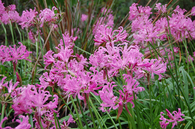 Nerine bowdenii