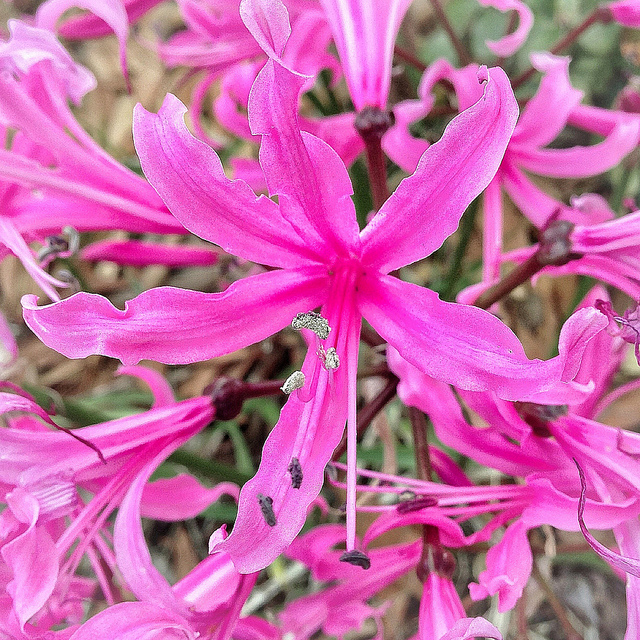 Nerine bowdenii