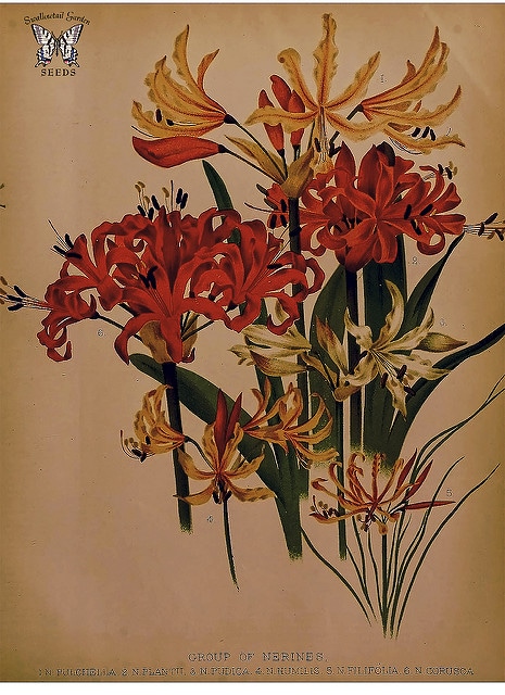 Nerine humilis (Nerine humilis)
