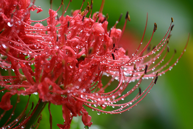 Lis de guernesey (Nerine sarniensis)