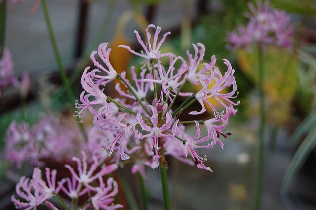 Nerine undulata (Nerine undulata)