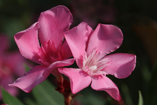 Laurier-rose (Nerium oleander)