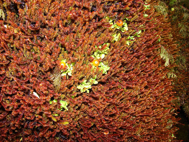 Nertera granadensis