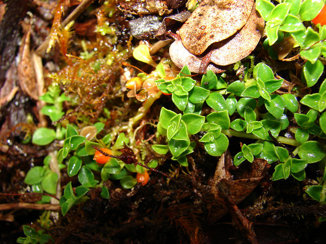 Nertera granadensis