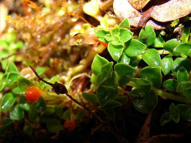 Nertera granadensis