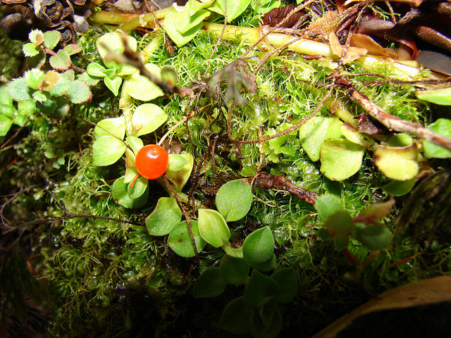Nertera granadensis (Nertera granadensis)