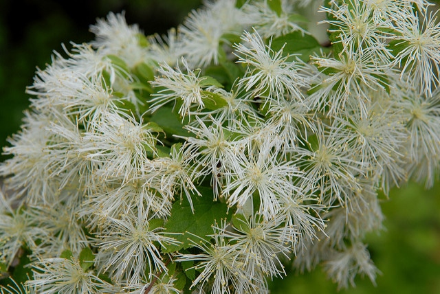 Neviusia alabamensis