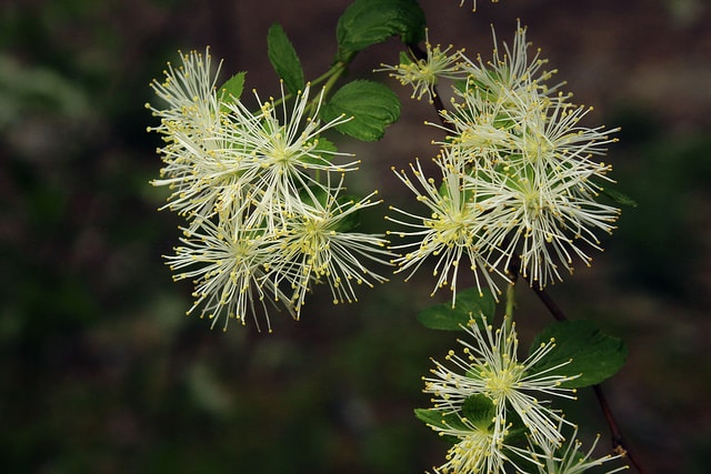 Neviusia alabamensis