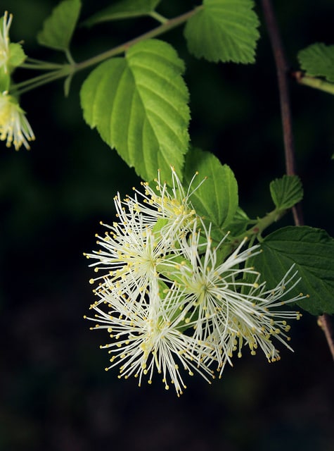 Neviusia alabamensis