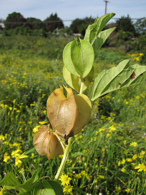 Nicandra physaloides (Nicandra physalodes)