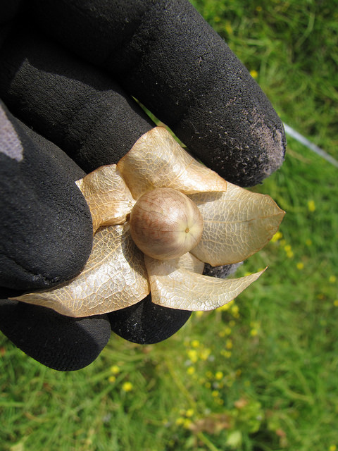 Nicandra physaloides