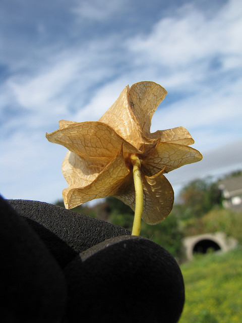 Nicandra physaloides