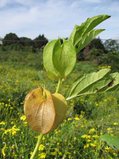 Nicandra physaloides