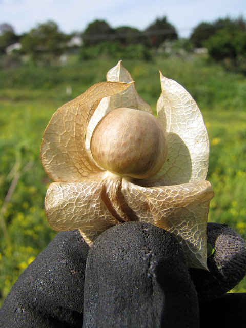 Nicandra physaloides