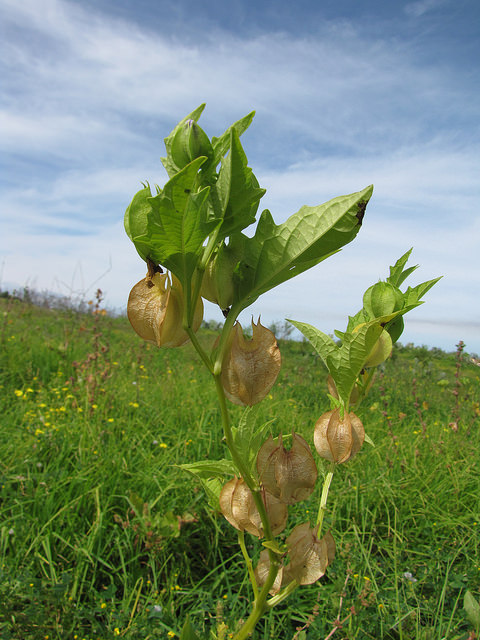 Nicandra physaloides