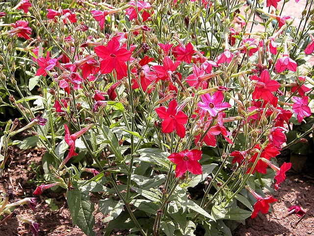 Nicotiana alata